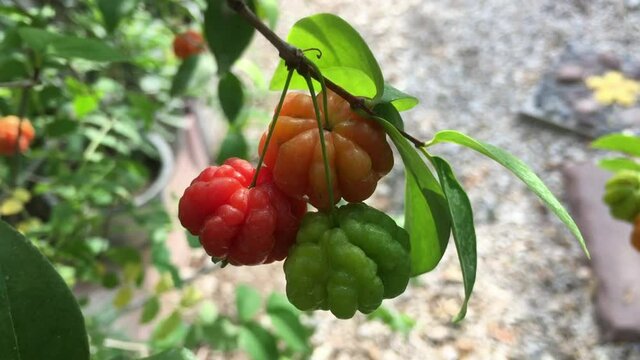 The Surinam Cherry (Eugenia uniflora) tropical fruit in garden video.