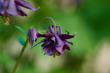 Blüten der Schwarzvioletten  Akelei	