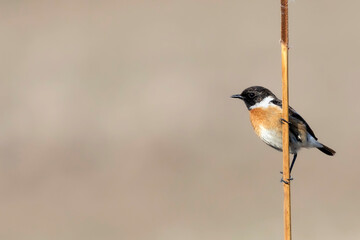 Cute bird. European Stonechat. Nature background. 