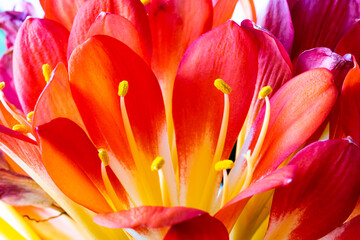 Red, orange and yellow flowers - Powered by Adobe