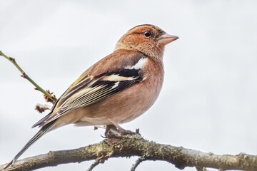Buchfink auf einem Ast