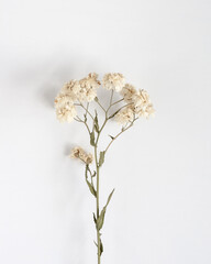 Gypsophila little white dry flowers on a table, top view