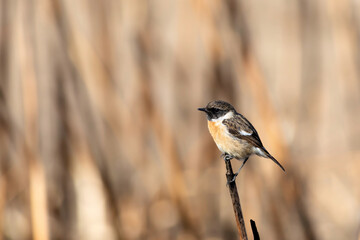 Cute bird. European Stonechat. Nature background. 