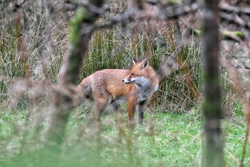 red fox vulpes