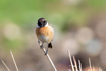 Cute bird. European Stonechat. Nature background. 