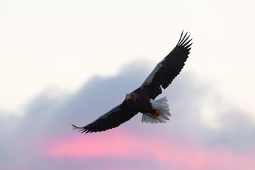 Steller's sea eagle. Steller's sea eagle in flight. Wild sea eagle from winter Japan, Hokkaido.