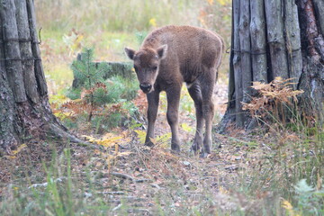 bison in the forest