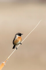 Cute bird. European Stonechat. Nature background. 