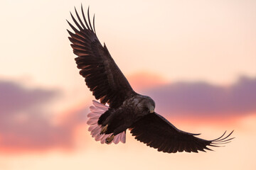 White-tailed eagle. White-tailed eagle on the frozen sea. Hokkaido, Japan.