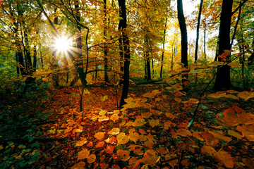 Obraz premium Autumn golden forest. Park recreation area. Autumn in Russia.