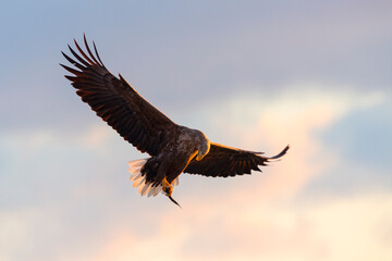 Obraz premium White-tailed eagle. White-tailed eagle on the frozen sea. Hokkaido, Japan.