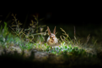 Cute animal. Williams Jerboa, Allactaga williamsi. Green nature habitat background. 