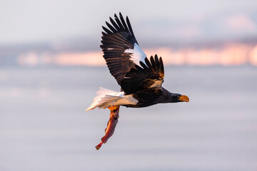 Steller's sea eagle. Steller's sea eagle in flight. Wild sea eagle from winter Japan, Hokkaido.