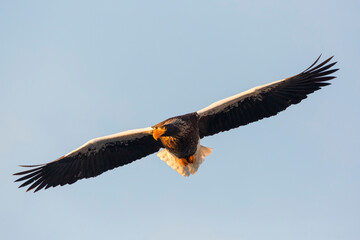 Steller's sea eagle. Steller's sea eagle in flight. Wild sea eagle from winter Japan, Hokkaido.