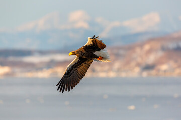 Steller's sea eagle. Steller's sea eagle in flight. Wild sea eagle from winter Japan, Hokkaido.