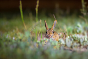 Cute animal. Williams Jerboa, Allactaga williamsi. Green nature habitat background. 