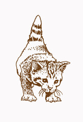Sepia hand-drawn cat,  vector illustration of pet