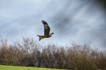 red kite in flight