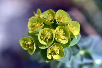Nahaufnahme von grün-gelben Wolfsmilch-Blüten