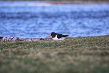 oystercatcher