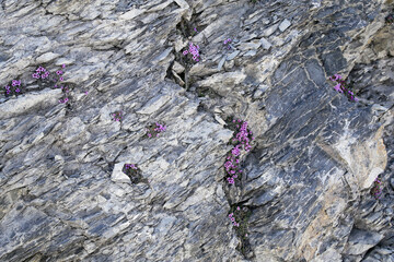 Flowers (Androsace alpina) growing on the rocks, Alps, Switzerland