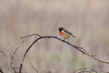 stonechat