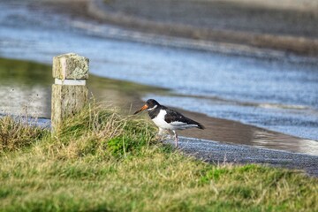 oystercatcher