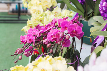 Colored Phalaenopsis and green leaves，Phalaenopsis aphrodite Rchb. F.