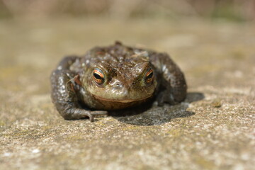 Toad sitting on rock - Front angle view