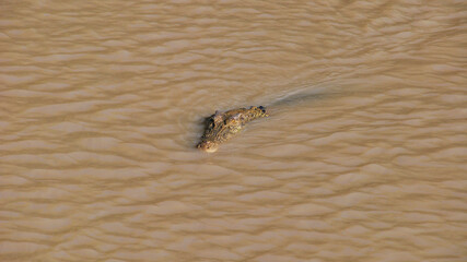 crocodile swimming in muddy water in Australia 