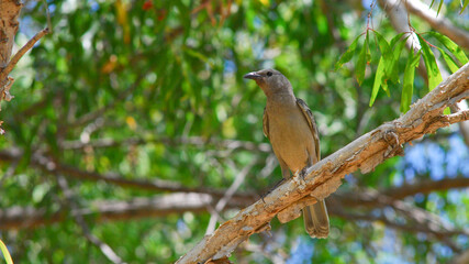 bird on a branch in the trees on a sunny day
