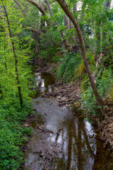 Obraz premium path in the woods