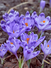 Spring purple crocuses bloom in the garden.