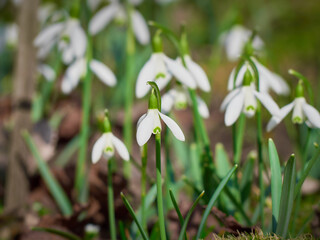 Blooming snowdrops in the springtime.