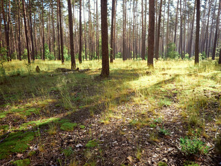 Beautiful landscape of pine forest in summer day.