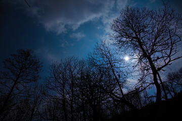 Bosco al chiaro di Luna