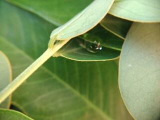 water drop on leaf