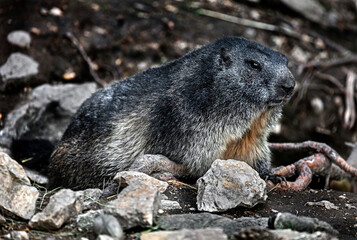 Marmot sitting near its hole. Latin name – Marmota marmota	
