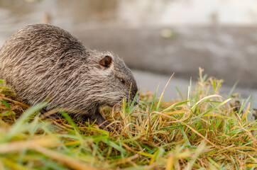 nutria in the grass	