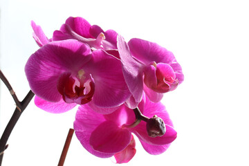 Close-up of pink orchid flower on a white background. Copy space
