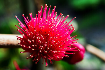 red flower macro