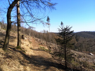 Wanderweg durch eine große gerodete Waldfläche bei blauem Himmel und Sonnenschein im Frühling am Hermannsweg im Teutoburger Wald in Oerlinghausen bei Bielefeld in Ostwestfalen-Lippe