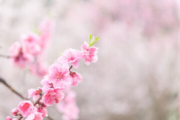Naklejka na ściany i meble 早咲きの桜