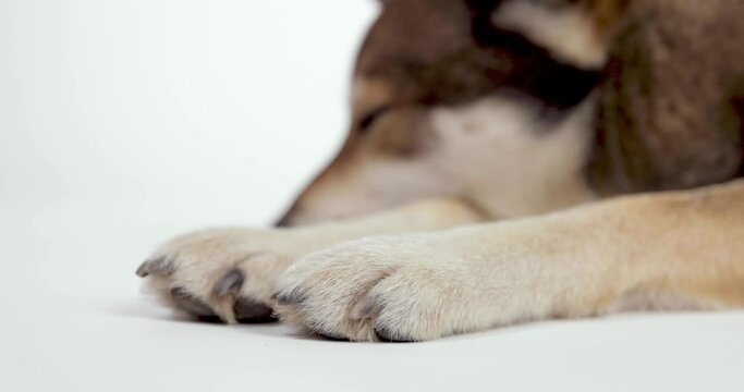 dog paws, dog nails close up 4k eos R5 canon