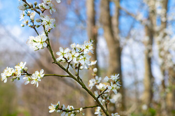 White spring blossom with blurred background