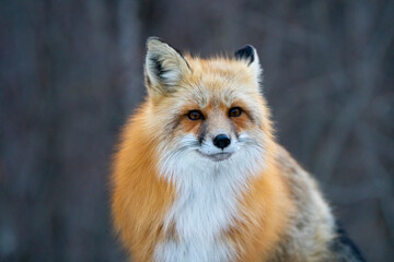 Fototapeta premium Fox Close Up