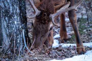 Wild Elk Saskatchewan