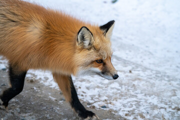 Fox Close Up