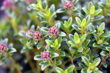 Nahaufnahme von blühendem Bohnenkraut