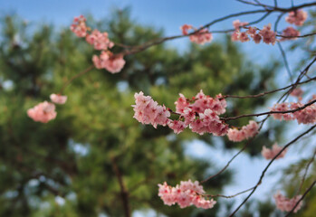 Cheery blossom blooming in Baehwa School in Busan, South Korea, Asia